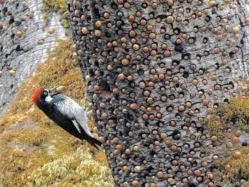 One acorn at a time!